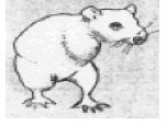 bipedal rat